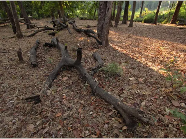 Refreshing Respites: Seasonal Cleaning Guidelines for a Vibrant Home Environment